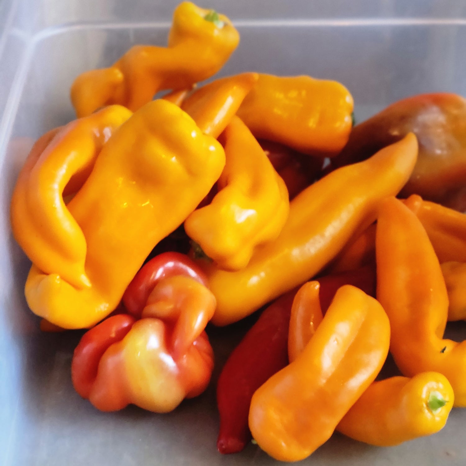 sweet peppers